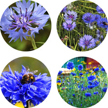 Load image into Gallery viewer, Seedball Cornflower Tube