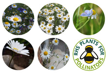 Load image into Gallery viewer, Seedball Oxeye Daisy Tube