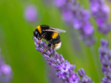 Load image into Gallery viewer, Seedball Mini-Meadow Bamboo Pots - Bee Mix