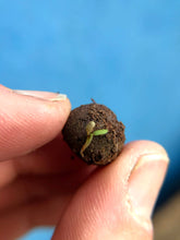 Load image into Gallery viewer, Herb Seedball Tubes - 5 varieties to choose from