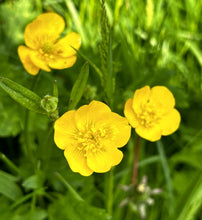 Load image into Gallery viewer, Seedball Lawn Flowers Mix Grab Bag