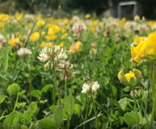 Load image into Gallery viewer, Seedball Lawn Flowers Mix Grab Bag