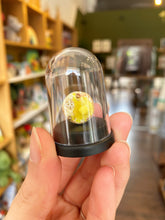 Load image into Gallery viewer, Pet Crumpet