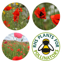 Load image into Gallery viewer, Seedball Poppy Hanging Pack
