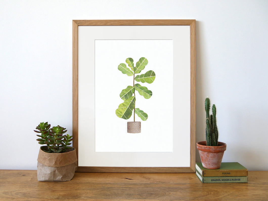 Fiddle Leaf Fig A4 print