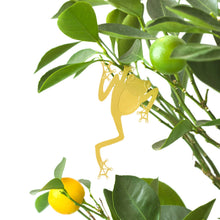 Load image into Gallery viewer, Plant Animal Tree Frog

